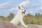 Weier Schweizer Schferhund