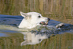 schwimmender Weißer Schweizer Schäferhund