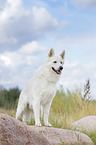 stehender Weier Schweizer Schferhund