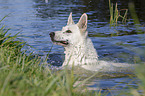 schwimmender Weier Schweizer Schferhund