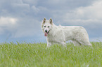 laufender Weier Schweizer Schferhund
