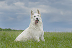 sitzender Weier Schweizer Schferhund