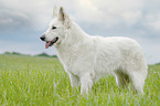 stehender Weier Schweizer Schferhund