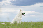 sitzender Weier Schweizer Schferhund