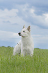 stehender Weier Schweizer Schferhund