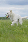rennender Weier Schweizer Schferhund