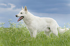 stehender Weier Schweizer Schferhund