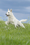 rennender Weier Schweizer Schferhund