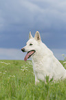 sitzender Weier Schweizer Schferhund