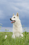 sitzender Weier Schweizer Schferhund