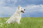 sitzender Weier Schweizer Schferhund