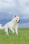 rennender Weier Schweizer Schferhund