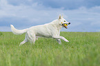 rennender Weier Schweizer Schferhund
