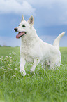 rennender Weier Schweizer Schferhund