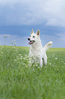stehender Weier Schweizer Schferhund