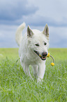 laufender Weier Schweizer Schferhund