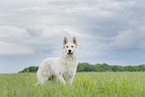 laufender Weier Schweizer Schferhund