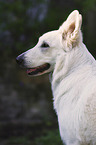 Weier Schweizer Schferhund Portrait