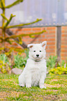 Weier Schweizer Schferhund Welpe