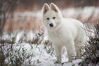 junger Weier Schweizer Schferhund