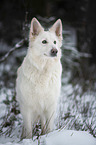 Weier Schweizer Schferhund