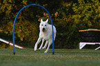 Weier Schweizer Schferhund beim Agility