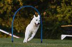 Weier Schweizer Schferhund beim Agility