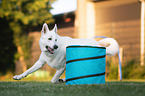 Weier Schweizer Schferhund beim Agility