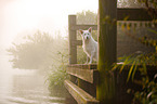 sitzender Berger Blanc Suisse