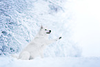 Weier Schweizer Schferhund im Schnee