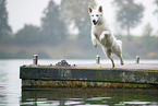 Weier Schweizer Schferhund am Wasser