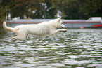 Weier Schweizer Schferhund am Wasser