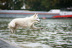 Weier Schweizer Schferhund am Wasser