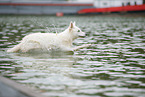 Weier Schweizer Schferhund am Wasser