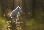 Weier Schweizer Schferhund im Wald