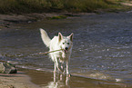 erwachsener Weier Schweizer Schferhund