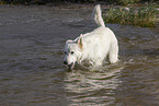 erwachsener Weier Schweizer Schferhund