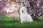 Weißer Schweizer Schäferhund Welpe