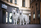 2 Weier Schweizer Schferhunde