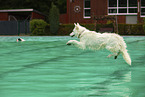 Weier Schweizer Schferhund im Schwimmbad
