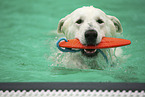 Weißer Schweizer Schäferhund im Schwimmbad