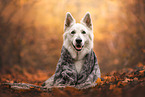alter Weier Schweizer Schferhund