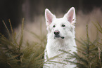 Weißer Schweizer Schäferhund Portrait