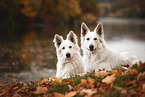 2 Weie Schweizer Schferhunde