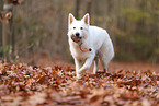 Weier Schweizer Schferhund