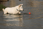 Weier Schweizer Schferhund