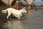 Weier Schweizer Schferhund