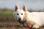 Weier Schweizer Schferhund