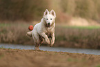 Weier Schweizer Schferhund