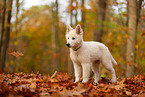 Weier Schweizer Schferhund Welpe